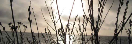 Himmel, vand og strandgræs